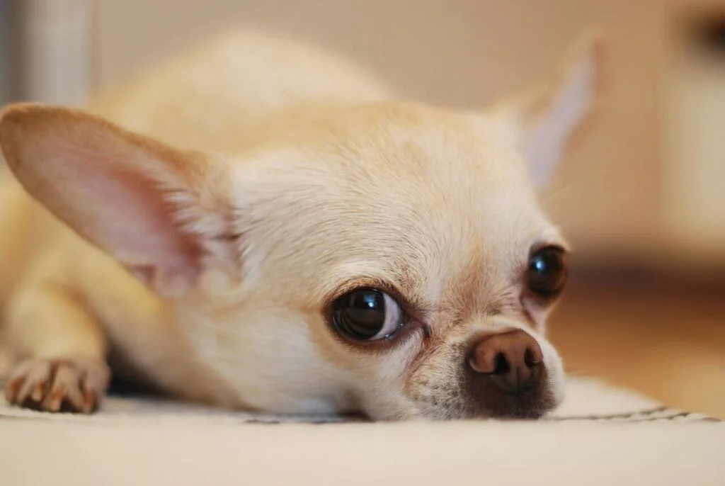 Why Do Chihuahuas Shake So Much?