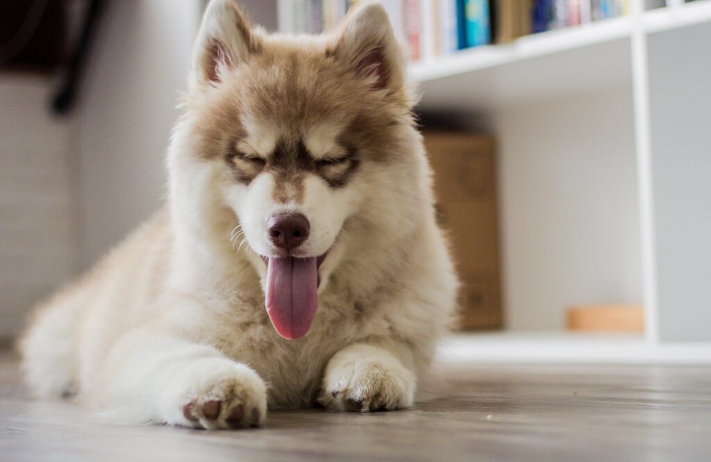 14 Ways To Keep Your Husky Occupied During The Holidays?