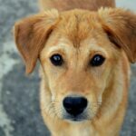 Why is my dog shaking and sniffing the air?