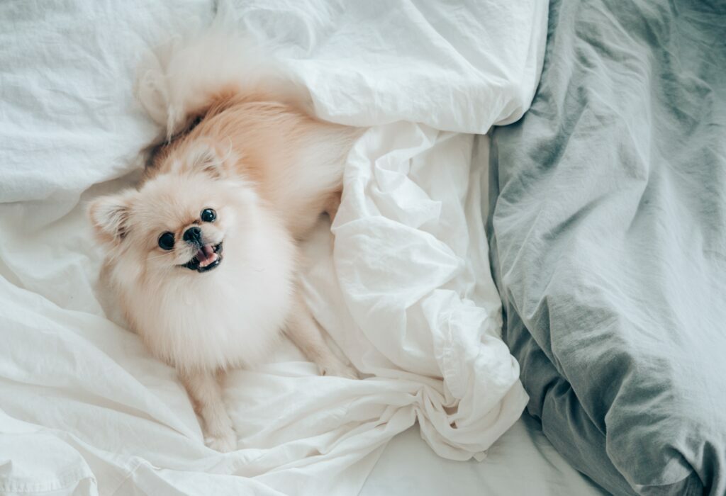 What is Pomeranian? All about Pomeranians