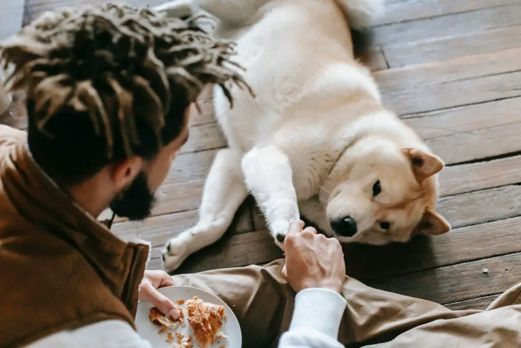 What did Pomeranians eat?