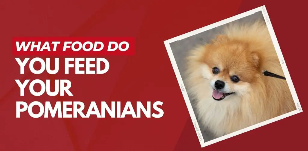 What Food Do You Feed Your Pomeranians