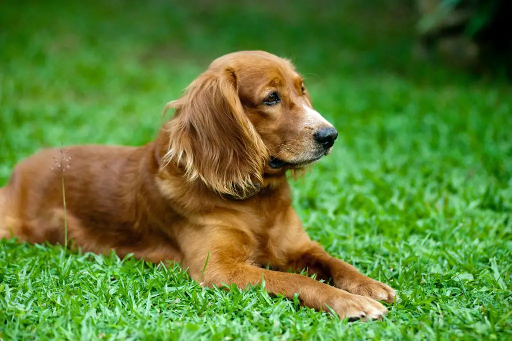 11 Best Havanese breeders in Ontario