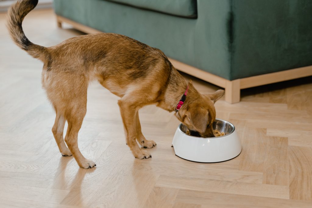 Which Dog Food in India is The Best?