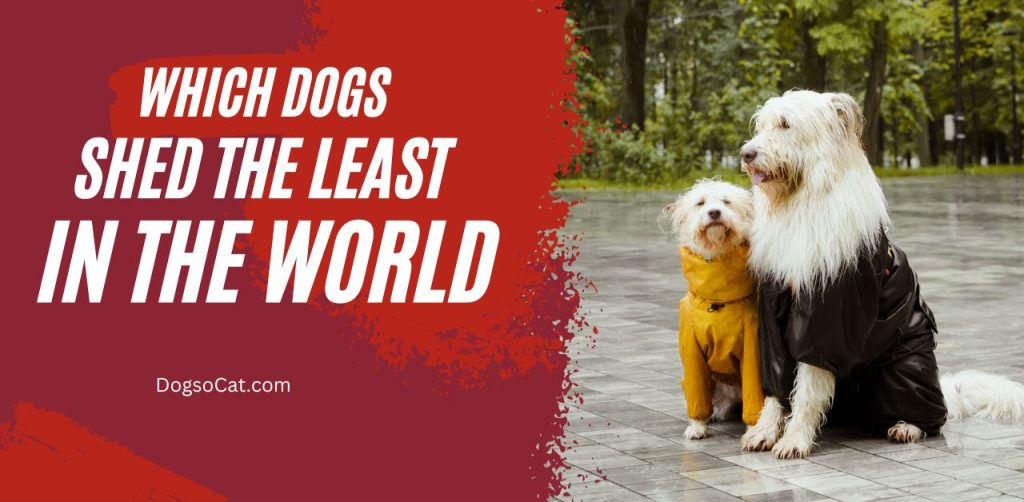 Which Dogs Shed The Least in the World