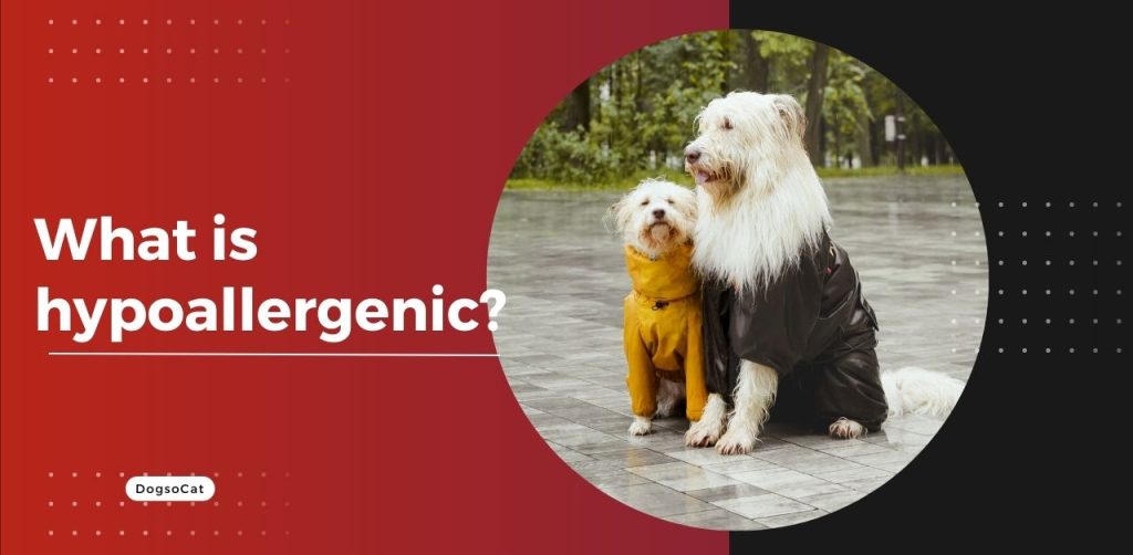 What is hypoallergenic?