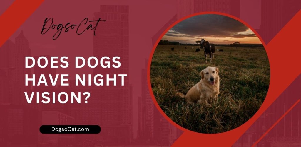 Does Dogs Have Night Vision?
